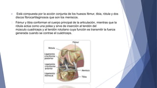 Está compuesta por la acción conjunta de los huesos fémur, tibia, rótula y dos
discos fibrocartilaginosos que son los meniscos.
Fémur y tibia conforman el cuerpo principal de la articulación, mientras que la
rótula actúa como una polea y sirve de inserción al tendón del
músculo cuadriceps y al tendón rotuliano cuya función es transmitir la fuerza
generada cuando se contrae el cuádriceps.
 