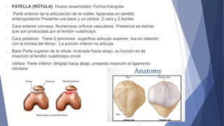 PATELLA (RÓTULA) Hueso sesamoideo: Forma triangular
Parte anterior de la articulación de la rodilla: Aplanada en sentido
anteroposterior Presenta una base y un vértice 2 cara y 2 bordes
Cara anterior convexa: Numerosos orificios vasculares Presencia se estrías
que son producidas por el tendón cuádriceps.
Cara posterior: Tiene 2 porciones superficie articular superior, lisa en relación
con la tróclea del fémur. La porción inferior no articula.
Base Parte superior de la rótula: Inclinada hacia abajo, su función es de
inserción al tendón cuádriceps crural.
Vértice Parte inferior: dirigida hacia abajo, presenta inserción al ligamento
rotuliano
 