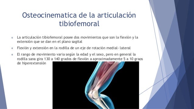 Componentes de la rodilla