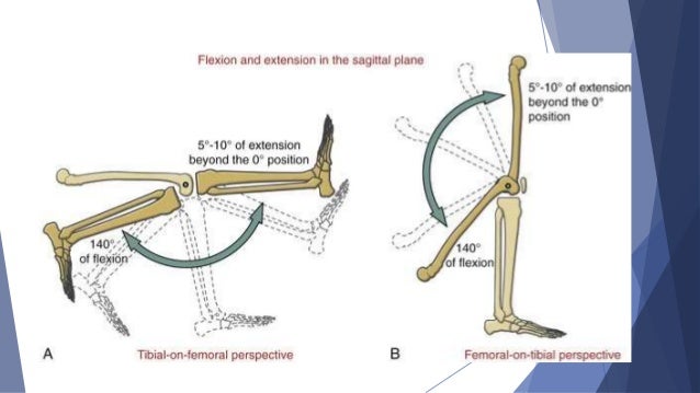 Componentes de la rodilla