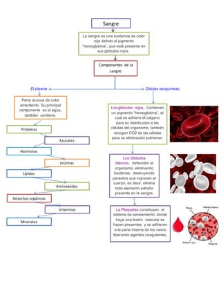 El plasma Células sanguíneas,
Sangre
La sangre es una sustancia de color
rojo debido al pigmento
“hemoglobina”, que está presente en
sus glóbulos rojos.
Componentes de la
sangre
Parte acuosa de color
amarillento. Su principal
componente es el agua,
también contiene:
Proteínas
Azucares
Vitaminas
Hormonas
enzimas
Desechos orgánicos
Lípidos
Aminoácidos
Minerales
Los glóbulos rojos, Contienen
un pigmento “hemoglobina”, al
cual se adhiere el oxígeno
para su distribución a las
células del organismo, también
recogen CO2 de las células
para su eliminación pulmonar.
Los Glóbulos
blancos, defienden al
organismo, eliminando
bacterias, destruyendo
parásitos que ingresen al
cuerpo, es decir, elimina
todo elemento extraño
presente en la sangre.
La Plaquetas constituyen el
sistema de saneamiento: donde
haya una lesión vascular se
hacen presentes y se adhieren
a la parte interna de los vasos
liberando agentes coagulantes.
 