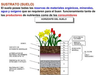 SUSTRATO (SUELO)   El suelo posee todas las  reservas de materiales orgánicos, minerales ,  agua y oxígeno  que se requieren para el buen  funcionamiento tanto de los  productores  de nutrientes como de los  consumidores   