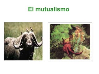 El mutualismo   