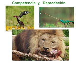Competencia  y  Depredación 