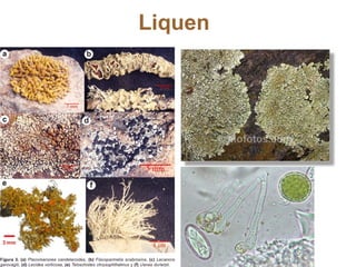 Liquen 