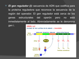 El gen regulador (i):  secuencia de ADN que codifica para la proteína reguladora que reconoce la secuencia de la región del operador. El gen regulador está cerca de los genes estructurales del operón pero no está inmediatamente al lado. Abreviadamente se le denomina gen i. 