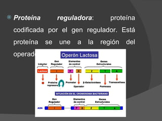 Proteína reguladora : proteína codificada por el gen regulador. Está proteína se une a la región del operador. 