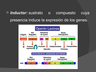Inductor:  sustrato o compuesto cuya presencia induce la expresión de los genes. 