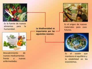 La biodiversidad es
importante por las
siguientes razones:
Es la fuente de nuevos
alimentos para la
humanidad.
Es el sostén que
mantiene el equilibrio y
la estabilidad en los
ecosistemas.
Es el origen de nuevos
materiales para usos
futuros.
Descubrimiento de
nuevos medicamentos
frente a nuevas
enfermedades.
 