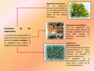Funciones de los
organismos
La función que desempeña un
organismo en el ecosistema se
denomina nicho ecológico. Es
la profesión que realiza el
organismo en el ecosistema.
Organismos productores
Son los organismos
producen materia orgánica.
Los principales productores
son los vegetales y son el
origen de las cadenas
alimenticias.
Organismos consumidores
Son los organismos que
requieren materia orgánica ya
formada procedente de otros
seres vivos. Pueden ser
primarios, secundarios o
terciarios.
Organismos
descomponedores
Son los organismos que actúan
descomponiendo los restos
orgánicos muertos, siendo
realizado por bacterias y
hongos principalmente.
Los productos de la
descomposición vuelven a los
seres vivos a través de los
ciclos biogeoquímicos.
 
