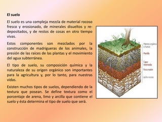 El suelo
El suelo es una compleja mezcla de material rocoso
fresco y erosionado, de minerales disueltos y re-
depositados, y de restos de cosas en otro tiempo
vivas.
Estos componentes son mezclados por la
construcción de madrigueras de los animales, la
presión de las raíces de las plantas y el movimiento
del agua subterránea.
El tipo de suelo, su composición química y la
naturaleza de su origen orgánico son importantes
para la agricultura y, por lo tanto, para nuestras
vidas.
Existen muchos tipos de suelos, dependiendo de la
textura que posean. Se define textura como el
porcentaje de arena, limo y arcilla que contiene el
suelo y ésta determina el tipo de suelo que será.
 