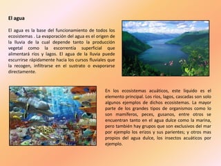 El agua
El agua es la base del funcionamiento de todos los
ecosistemas . La evaporación del agua es el origen de
la lluvia de la cual depende tanto la producción
vegetal como la escorrentía superficial que
alimentará ríos y lagos. El agua de la lluvia puede
escurrirse rápidamente hacia los cursos fluviales que
la recogen, infiltrarse en el sustrato o evaporarse
directamente.
En los ecosistemas acuáticos, este liquido es el
elemento principal. Los ríos, lagos, cascadas son solo
algunos ejemplos de dichos ecosistemas. La mayor
parte de los grandes tipos de organismos como lo
son mamíferos, peces, gusanos, entre otros se
encuentran tanto en el agua dulce como la marina,
pero también hay grupos que son exclusivos del mar
por ejemplo los erizos y sus parientes; y otros mas
propios del agua dulce, los insectos acuáticos por
ejemplo.
 