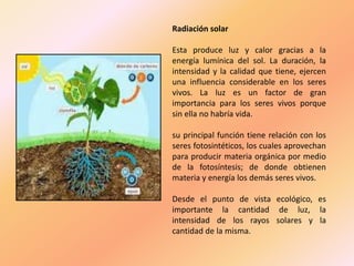 Radiación solar
Esta produce luz y calor gracias a la
energía lumínica del sol. La duración, la
intensidad y la calidad que tiene, ejercen
una influencia considerable en los seres
vivos. La luz es un factor de gran
importancia para los seres vivos porque
sin ella no habría vida.
su principal función tiene relación con los
seres fotosintéticos, los cuales aprovechan
para producir materia orgánica por medio
de la fotosíntesis; de donde obtienen
materia y energía los demás seres vivos.
Desde el punto de vista ecológico, es
importante la cantidad de luz, la
intensidad de los rayos solares y la
cantidad de la misma.
 