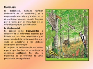 Biocenosis
La biocenosis, llamada también
comunidad de un ecosistema, es el
conjunto de seres vivos que viven en un
determinado biotopo, estando formada
por lo tanto, por los individuos de las
diferentes especies que lo habitan.
La biodiversidad
Se conoce como biodiversidad al
conjunto de las diferentes especies que
habitan en una zona determinada y es
consecuencia de la evolución de los seres
vivos al adaptarse a las distintas
condiciones del biotopo.
El conjunto de individuos de una misma
especie que habitan un ecosistema se
denomina población. Por ello, la
biocenosis es el conjunto de varias
poblaciones de organismos
 