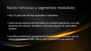 Raíces nerviosas y segmentos medulares
• Hay 31 pares de nervios espinales o raquídeos
• Cada nervio espinal esta formado a la medula espinal por una raíz
posterior de carácter sensitivo y una raíz anterior de naturaleza
motora
• Las fibras posteriores penetran en el surco posterolateral y por el
surco anterolateral salen fibras para construir la raíz anterior
 