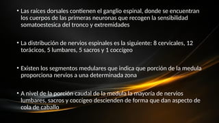 • Las raíces dorsales contienen el ganglio espinal, donde se encuentran
los cuerpos de las primeras neuronas que recogen la sensibilidad
somatoestesica del tronco y extremidades
• La distribución de nervios espinales es la siguiente: 8 cervicales, 12
torácicos, 5 lumbares, 5 sacros y 1 coccígeo
• Existen los segmentos medulares que indica que porción de la medula
proporciona nervios a una determinada zona
• A nivel de la porción caudal de la medula la mayoría de nervios
lumbares, sacros y coccígeo descienden de forma que dan aspecto de
cola de caballo
 