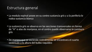 Estructura general
• La medula espinal posee en su centro sustancia gris y a la periferia le
rodea sustancia blanca
• La sustancia gris se observa en las secciones transversales en forma
de “H” o alas de mariposa, en el centro puede observarse la comisura
gris
• De manera que se asciende rostralmente se encontrara el cuarto
ventrículo a la altura del bulbo raquídeo
 