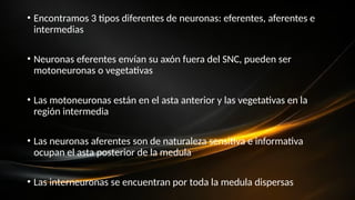 • Encontramos 3 tipos diferentes de neuronas: eferentes, aferentes e
intermedias
• Neuronas eferentes envían su axón fuera del SNC, pueden ser
motoneuronas o vegetativas
• Las motoneuronas están en el asta anterior y las vegetativas en la
región intermedia
• Las neuronas aferentes son de naturaleza sensitiva e informativa
ocupan el asta posterior de la medula
• Las interneuronas se encuentran por toda la medula dispersas
 