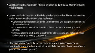 • La sustancia blanca es un manto de axones que es su mayoría estan
mielinizados
• La sustancia blanca esta dividida por las astas y las fibras radiculares
de las raíces espinales en tres regiones:
• Cordones posteriores: están entre la línea media y el asta posterior con sus
fibras radiculares
• Cordones anteriores: situado entre la fisura mediana anterior y el asta
anterior
• Cordones lateral se dispone lateralmente a la sustancia gris entre las fibras
radiculares anteriores y posteriores
• Hay una variación de la forma de la sustancia gris conforme se
desciende en la medula espinal (a nivel de los miembros la sustancia
gris se torna mas gruesa)
 