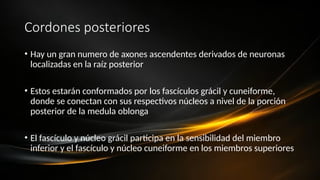Cordones posteriores
• Hay un gran numero de axones ascendentes derivados de neuronas
localizadas en la raíz posterior
• Estos estarán conformados por los fascículos grácil y cuneiforme,
donde se conectan con sus respectivos núcleos a nivel de la porción
posterior de la medula oblonga
• El fascículo y núcleo grácil participa en la sensibilidad del miembro
inferior y el fascículo y núcleo cuneiforme en los miembros superiores
 