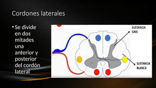 Cordones laterales
•Se divide
en dos
mitades
una
anterior y
posterior
del cordón
lateral
 