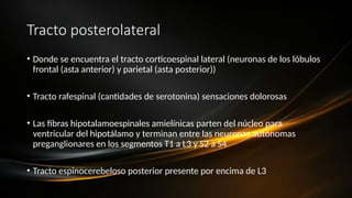 Tracto posterolateral
• Donde se encuentra el tracto corticoespinal lateral (neuronas de los lóbulos
frontal (asta anterior) y parietal (asta posterior))
• Tracto rafespinal (cantidades de serotonina) sensaciones dolorosas
• Las fibras hipotalamoespinales amielínicas parten del núcleo para
ventricular del hipotálamo y terminan entre las neuronas autónomas
preganglionares en los segmentos T1 a L3 y S2 a S4
• Tracto espinocerebeloso posterior presente por encima de L3
 