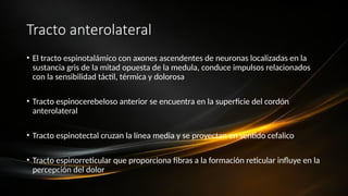 Tracto anterolateral
• El tracto espinotalámico con axones ascendentes de neuronas localizadas en la
sustancia gris de la mitad opuesta de la medula, conduce impulsos relacionados
con la sensibilidad táctil, térmica y dolorosa
• Tracto espinocerebeloso anterior se encuentra en la superficie del cordón
anterolateral
• Tracto espinotectal cruzan la línea media y se proyectan en sentido cefalico
• Tracto espinorreticular que proporciona fibras a la formación reticular influye en la
percepción del dolor
 