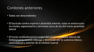 Cordones anteriores
• Todos son descendentes
• El fascículo cortico espinal o piramidal anterior, estas se entrecruzan
en niveles segmentarios y terminan cerca de las del tracto piramidal
lateral
• El tracto vestíbuloespinal surgen del núcleo vestibular lateral (de
Deiters) en la medula oblonga y desciende por la sustancia blanca
anterolateral y anterior de la medula espinal
 