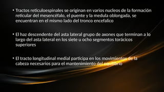 • Tractos reticuloespinales se originan en varios nucleos de la formación
reticular del mesencéfalo, el puente y la medula oblongada, se
encuentran en el mismo lado del tronco encefalico
• El haz descendente del asta lateral grupo de axones que terminan a lo
largo del asta lateral en los siete u ocho segmentos torácicos
superiores
• El tracto longitudinal medial participa en los movimientos de la
cabeza necesarios para el mantenimiento del equilibrio
 