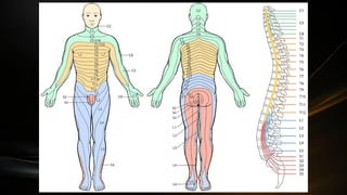 Componentes del Sistema Nervisos Central