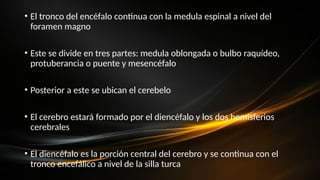 • El tronco del encéfalo continua con la medula espinal a nivel del
foramen magno
• Este se divide en tres partes: medula oblongada o bulbo raquídeo,
protuberancia o puente y mesencéfalo
• Posterior a este se ubican el cerebelo
• El cerebro estará formado por el diencéfalo y los dos hemisferios
cerebrales
• El diencéfalo es la porción central del cerebro y se continua con el
tronco encefálico a nivel de la silla turca
 