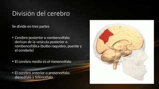 División del cerebro
Se divide en tres partes
• Cerebro posterior o rombencéfalo:
derivan de la vesícula posterior o
rombencefálica (bulbo raquídeo, puente y
el cerebelo)
• El cerebro medio es el mesencéfalo
• El cerebro anterior o prosencéfalo:
diencéfalo y telencéfalo
 