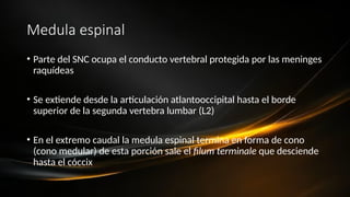 Medula espinal
• Parte del SNC ocupa el conducto vertebral protegida por las meninges
raquídeas
• Se extiende desde la articulación atlantooccipital hasta el borde
superior de la segunda vertebra lumbar (L2)
• En el extremo caudal la medula espinal termina en forma de cono
(cono medular) de esta porción sale el filum terminale que desciende
hasta el cóccix
 