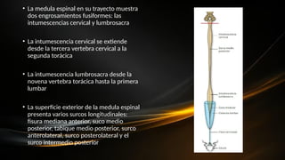 • La medula espinal en su trayecto muestra
dos engrosamientos fusiformes: las
intumescencias cervical y lumbrosacra
• La intumescencia cervical se extiende
desde la tercera vertebra cervical a la
segunda torácica
• La intumescencia lumbrosacra desde la
novena vertebra torácica hasta la primera
lumbar
• La superficie exterior de la medula espinal
presenta varios surcos longitudinales:
fisura mediana anterior, suco medio
posterior, tabique medio posterior, surco
anterolateral, surco posterolateral y el
surco intermedio posterior
 