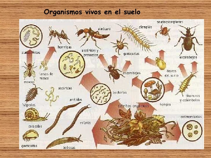 Componentes del suelo