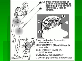 La droga inhalada pasa al pulmón y rápidamente es absorbida por la corriente sanguínea y llega al cerebro. En el cerebro las áreas más afectadas son:  el HIPOCAMPO (1) asociado a la memoria;  CUERPO ESTRIADO (2) movimientos;  CEREBELO (3) equilibrio y CORTEX (4) sentidos y aprendizaje  