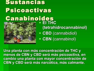 El THC (tetrahidrocannabinol)  CBD  (cannabidiol)  CBN  (cannabinol)  Sustancias Psicoactivas Canabinoides Una planta con más concentración de THC y menos de CBN y CBD será más psicoactiva, en cambio una planta con mayor concentración de CBN y CBD será más narcótica, más calmante.   