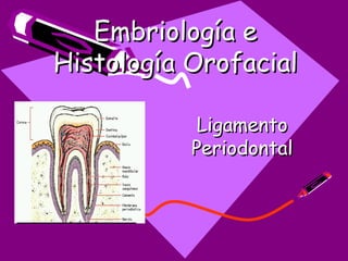 Embriología e
Histología Orofacial

            Ligamento
           Periodontal
 