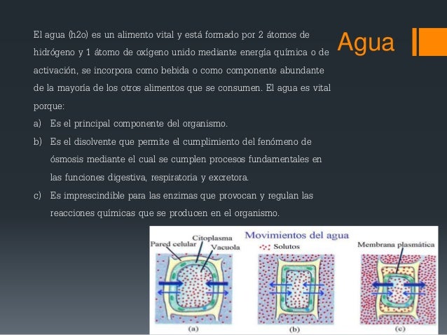 Componentes de la célula