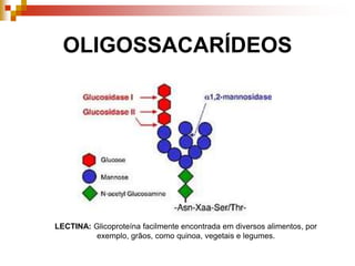 OLIGOSSACARÍDEOS
LECTINA: Glicoproteína facilmente encontrada em diversos alimentos, por
exemplo, grãos, como quinoa, vegetais e legumes.
 
