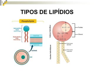 TIPOS DE LIPÍDIOS
 