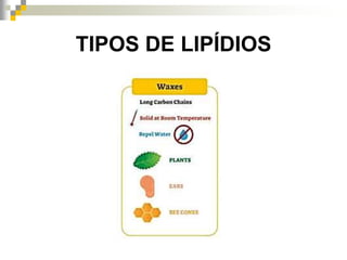 TIPOS DE LIPÍDIOS
 