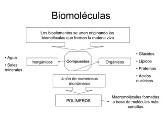 Biomoléculas
Los bioelementos se unen originando las
biomoléculas que forman la materia viva
CompuestosInorgánicos Orgánicos
• Agua
• Sales
minerales
• Glúcidos
• Lípidos
• Proteínas
• Ácidos
nucleicos
Unión de numerosos
monómeros
POLÍMEROS
Macromoléculas formadas
a base de moléculas más
sencillas
 