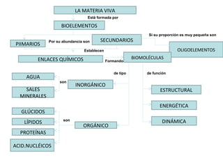 LA MATERIA VIVA
BIOELEMENTOS
PIIMARIOS
ENLACES QUÍMICOS
INORGÁNICO
SALES
MINERALES
OLIGOELEMENTOS
SECUNDARIOS
BIOMOLÉCULAS
AGUA
GLÚCIDOS
LÍPIDOS
PROTEÍNAS
ACID.NUCLÉICOS
ORGÁNICO
DINÁMICA
ENERGÉTICA
ESTRUCTURAL
Está formada por
Por su abundancia son
Si su proporción es muy pequeña son
Establecen
Formando
de tipo de función
son
son
 