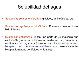 Solubilidad del agua
• Sustancias polares o hidrófilas: glúcidos, aminoácidos, etc.
• Sustancias apolares o hidrófobas. Presentan interacciones
hidrofóbicas.
• Sustancias anfipáticas. tienen una parte de su molécula que
es hidrófila y otra parte hidrófoba. medio acuoso, orientan su
molécula y dan lugar a la formación de micelas, monocapas o
bicapas. Las membranas celulares son, esencialmente,
bicapas formadas por lípidos anfipáticos
 