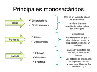 Principales monosacáridos
Triosas
 Gliceraldehído
 Dihidroxiacetona
Uno es un aldehído, el otro
es una cetona
Se diferencia en la
posición del doble enlace
con el Oxígeno
Pentosas
 Ribosa
 Desoxirribosa
Son aldosas
Se diferencian en que la
desoxirribosa carece de
grupo alcohólico en el 2º
carbono
Hexosas
 Glucosa
 Galactosa
 Fructosa
Glucosa y galactosa son
aldosas, la fructosa es
cetosa
Las aldosas se diferencian
en la posición de los
grupos alcohólicos de los
carbonos 2 y 3
 