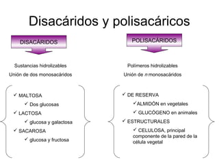 Disacáridos y polisacáricos
DISACÁRIDOS
Sustancias hidrolizables
Unión de dos monosacáridos
 MALTOSA
 Dos glucosas
 LACTOSA
 glucosa y galactosa
 SACAROSA
 glucosa y fructosa
POLISACÁRIDOS
Polímeros hidrolizables
Unión de n monosacáridos
 DE RESERVA
ALMIDÓN en vegetales
 GLUCÓGENO en animales
 ESTRUCTURALES
 CELULOSA, principal
componente de la pared de la
célula vegetal
 