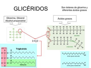 GLICÉRIDOS Son ésteres de glicerina y
diferentes ácidos grasos
Glicerina, Glicerol
Alcohol propanotriol
Ácidos grasos
3 H2O
 