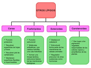 OTROS LÍPIDOS
Ceras Fosfolípidos Esteroides Carotenoides
 Función
protectora
 Recubren
superficies de hojas
y frutos
 Recubren piel de
vertebrados
 Mantienen
superficies flexibles
e impermeables
 Función
estructural
 Moléculas
anfipáticas: una
cabeza hidrófila,
una cola hidrófoba
 forman una
bicapa lipídica,
estructura básica
de las membranas
biológicas
 Destaca el
colesterol
 Estructural:
forma parte de las
membranas de
células animales
 Regulador:
precursor de otras
sustancias como
hormonas
 Dan lugar a los
pigmentos
vegetales,
responsables de los
colores rojizos y
amarillentos de las
plantas
 