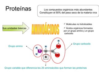 Proteínas Los compuestos orgánicos más abundantes
Constituyen el 50% del peso seco de la materia viva
Sus unidades básicas
 Moléculas no hidrolizables
 Ácidos orgánicos formados
por un grupo amino y un grupo
carboxilo
Grupo carboxilo
Grupo amino
Grupo variable que diferencia los 20 aminoácidos que forman las proteínas
 